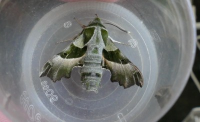 Willowherb Hawkmoth trapped at Littlestone.