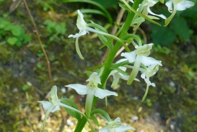 Lesser Butterfly Orchid. East Kent.