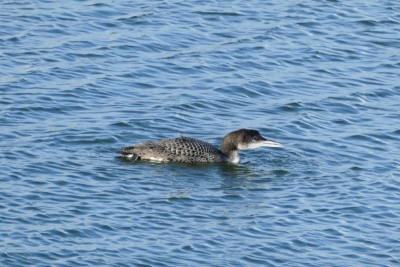 Great Northern Diver on the RSPB Dungeness
