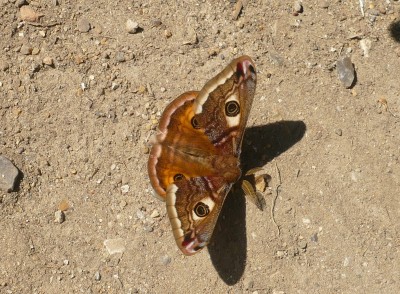 Emperor Moth Stodmarsh (appeared to be salting if they do such a thing).