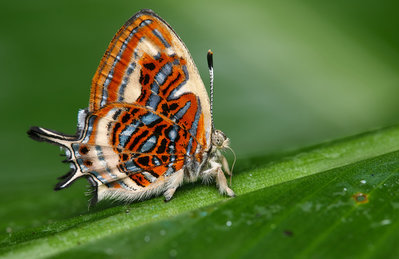 1-Sarota sp.jpg