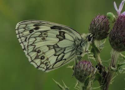 MarbledWhite170623a.MW.UK.JPG