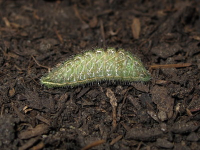 Brown Hairstreak larva (L3) at 53 days and now ceased feeding