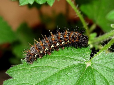 Red Admiral 5th instar larva - Crawley, Sussex 24-Aug-2020 (L3)