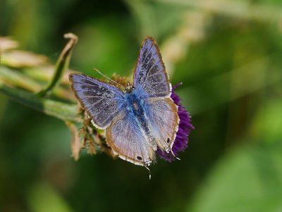 Long-tailed Blue 8-Aug-2017 (David Cook)