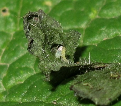 GVW larva eating eggshell - Crawley, Sussex 12-Sept-2023