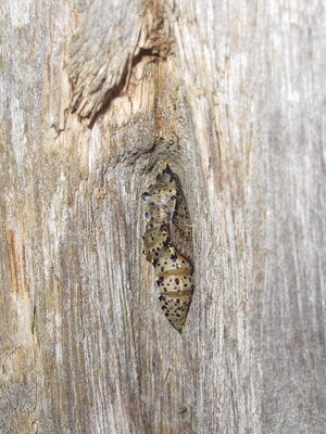 Large White pupa (L12) - Lancing, Sussex