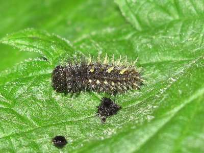 Red Admiral 4th instar larva (post moult) - Crawley, Sussex 9-Apr-2019