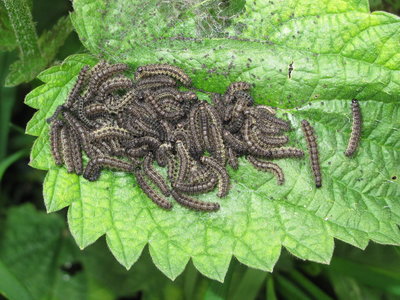 Small Tortoiseshell 3rd instar larvae (dark form) - Coulsdon, Surrey 31-May-2013