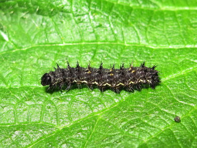 Painted Lady larva 4th instar (late) - Crawley, Sussex 17-April-2018