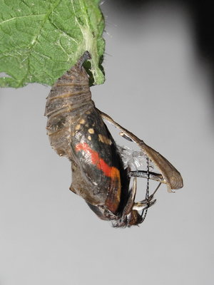 Red Admiral emerging - Crawley, Sussex 23-Apr-2017