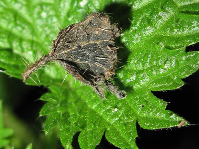 Red Admiral eggs (still open) - Crawley, Sussex 4-Mar-2018