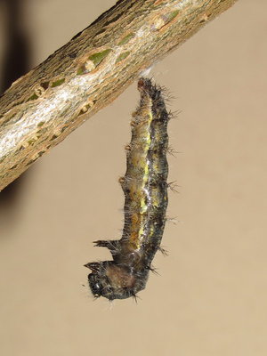 Painted Lady larva (commencing pupation) - Crawley, Sussex 24-April-2018