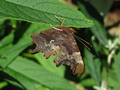 Comma (reared and released) - Caterham, Surrey 4-Oct-2012