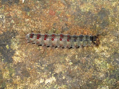 Gypsy Moth larva - Crawley, Sussex 6-July-2024