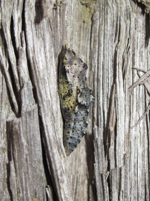 Large White pupa - Lancing, Sussex 4-May-2019