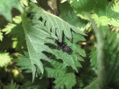 Red Admiral larval tent and larva - Lancing, Sussex 19-Apr-2018