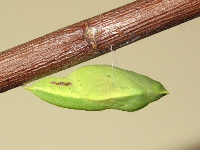 Clouded Yellow pupa (4 days before emergence, becomes paler) - Crawley, Sussex 20-Oct-2020