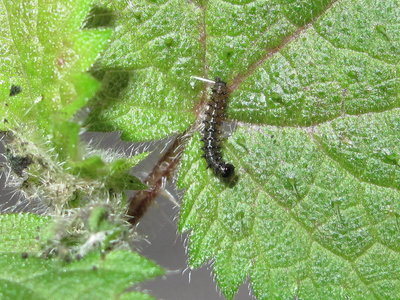 Red Admiral 2nd instar larva - Crawley, Sussex 31-Jul-2018