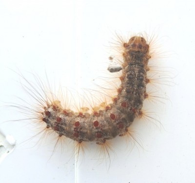 Gypsy Moth larva - Crawley, Sussex 26-July-2023 (camera phone)