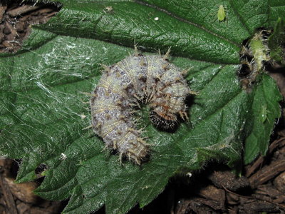 Red Admiral 5th instar larva, Caterham, Surrey 23-June-2011 (L20)