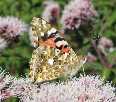 Painted Lady - Mill Hill, Sussex 29-Sept-2018