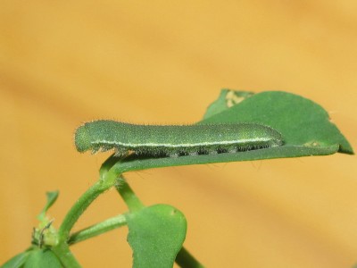 Clouded Yellow larva 4th instar (resting in raised position)  - Crawley, Sussex 27-Sept-2020