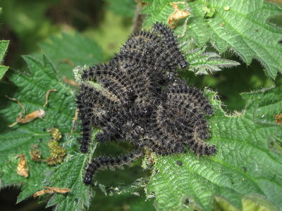 Small Tortoiseshell 4th instar larvae (dark form) - Crawley, Sussex 5-May-2017