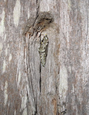 Large White pupa (L8) - Lancing, Sussex