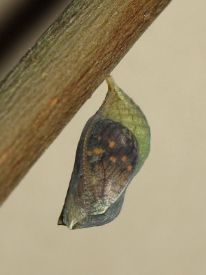 Speckled Wood pupa (9 hours before emergence) - Crawley, Sussex 29-July-2014