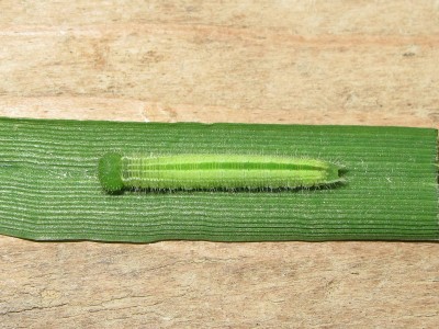 Speckled Wood larva (fresh fourth instar) - Crawley, Sussex 15-June-2014