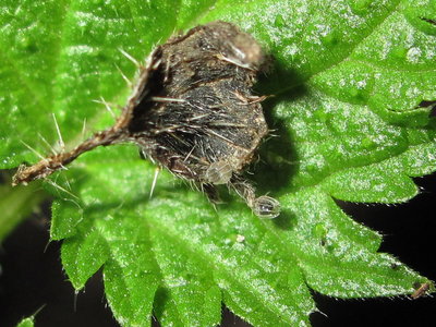 Red Admiral egg (found hatched) - Crawley, Sussex 6-Mar-2018