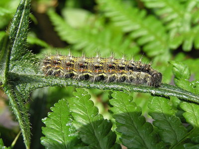 Painted Lady larva 5th instar (coloured form) - Caterham, Surrey 5-July-2009