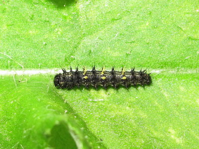 Painted Lady larva 3rd instar (highly coloured) - Lancing, Sussex 2-July-2019
