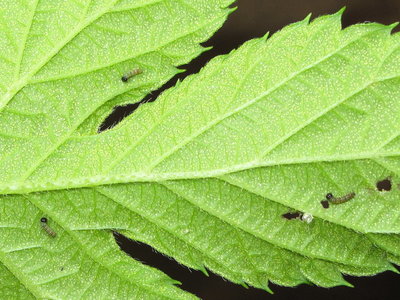 Comma larvae (1st instar) on Hop - Caterham, Surrey 31-July-2013