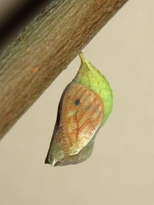 Speckled Wood pupa (17 Hours before emergence) - Crawley, Sussex 28-July-2014