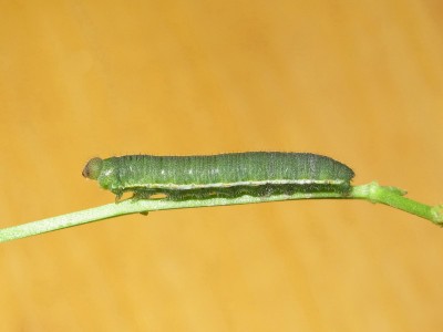 Clouded Yellow larva 4th instar (moulting to 5th instar) - Crawley, Sussex 2-Oct-2020