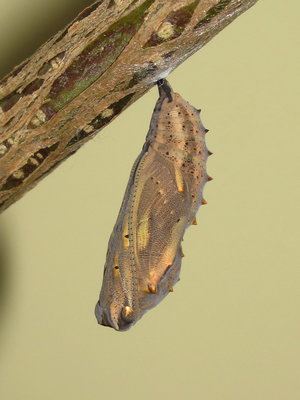 Painted Lady pupa (golden/brown form) - Crawley, Sussex 26-April-2018