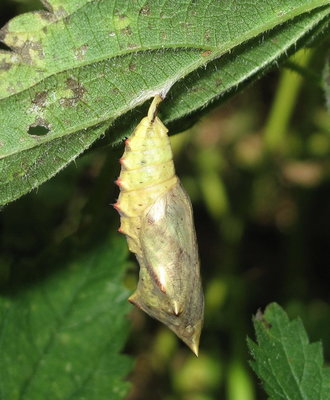 Peacock pupa (right side) 29-Sept-2018