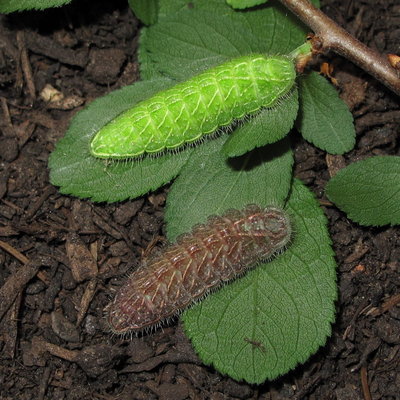 Brown Hairstreak larvae (L1) and (L3)