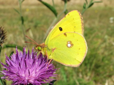 Clouded Yellow male - Birling Gap, Sussex 1-Oct-2009