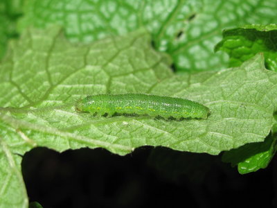 Small White larva (pre-moult 4th instar) - Caterham, Surrey 10-Aug-2013