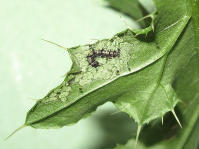 Painted Lady larva 3rd instar feeding - Crawley, Sussex 16-Aug-2019