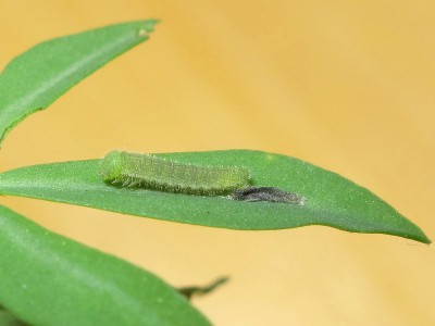 Clouded Yellow larva 3rd instar (post moult) - Crawley, Sussex 23-Sept-2020