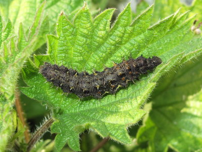 Red Admiral 5th instar larva - Lancing, Sussex 28-Mar-2019 (L4)