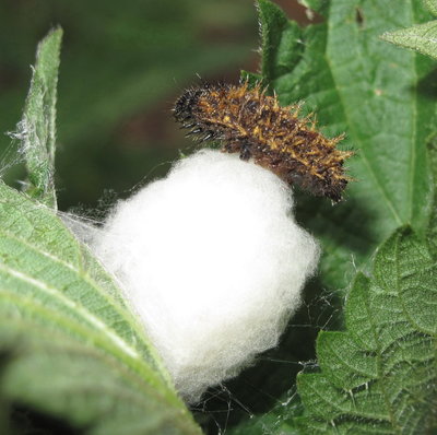 Red Admiral 5th instar larva (parasitised) - Gatwick, Sussex 10-Sept-2018