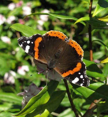 Red Admiral #2 - Crawley, Sussex 14-Feb-2019
