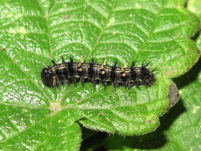 Painted Lady larva 4th instar (highly coloured) - Lancing, Sussex 26-July-2019