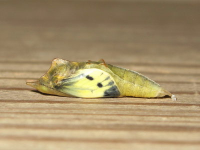 GVW pupa (soft form) 7 hours before emergence - Crawley, Sussex 4-June-2017