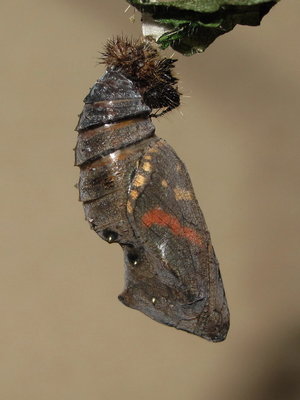 Red Admiral pupa - Crawley, Sussex 18-April-2016